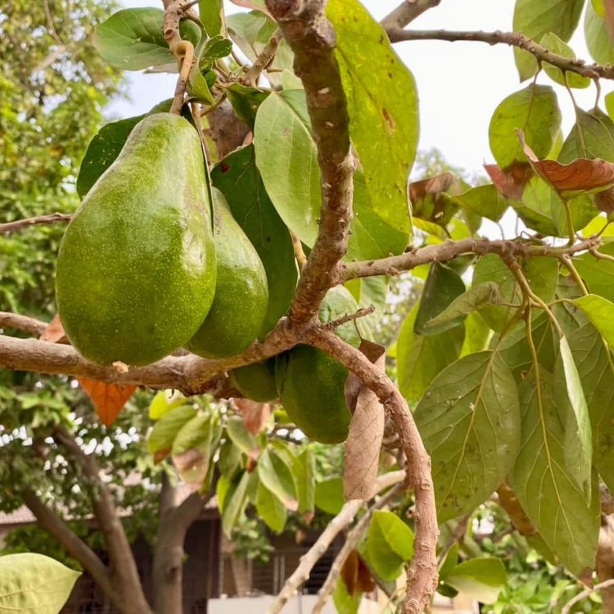 Avocados growing in the tropical garden at Summit Escape Gardens